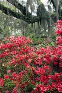 婚后老公耍尽心眼，爱意却瞒不住了全文免费